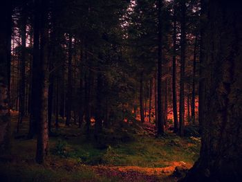 Trees in forest during autumn
