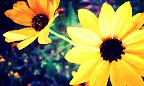 Close-up of yellow flower