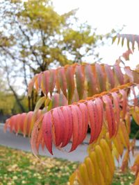 Close-up of flowering plant against trees