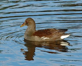 Close-up of duck swimming on lake