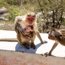 High angle view of monkeys with infant on retaining wall