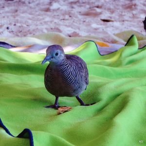 Close-up of bird perching on leaf