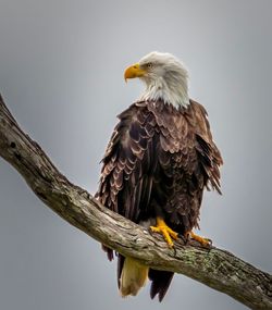 Bird perching on tree