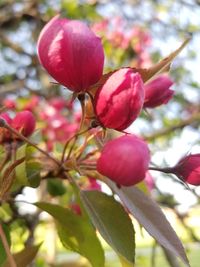 Close-up of pink flowering plant