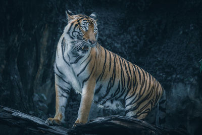 Cat sitting in a zoo