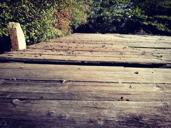 Close-up of wood in forest