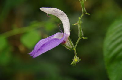 Close-up of flower against blurred background