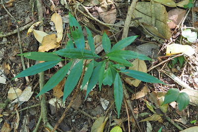 Close-up of plants growing on field