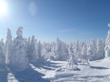 Snow covered trees against sky