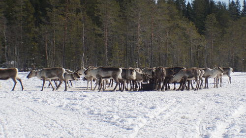 Horses in the winter