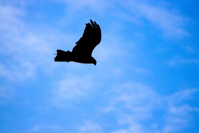 Low angle view of eagle flying against blue sky