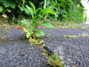 Surface level of road along plants