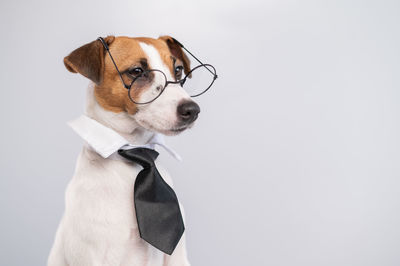 Portrait of dog against white background