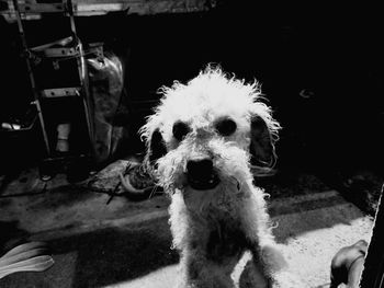 Portrait of dog with camera