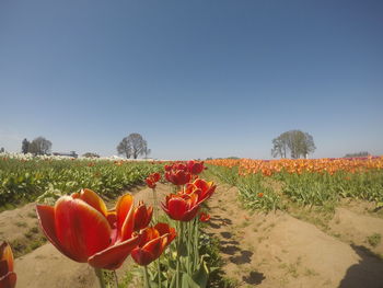 Red flowering plants on field against clear sky