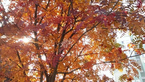 Low angle view of trees against sky