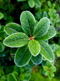 plant