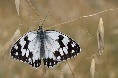 Butterfly on flower