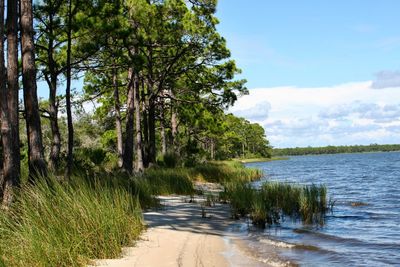 Trees growing at shore of apalachicola bay against sky