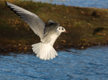 Gull flying over lake