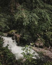 Scenic view of waterfall in forest