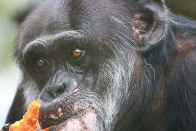 Portrait of monkey eating