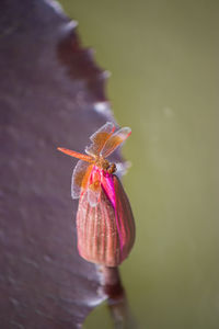 Close-up of butterfly pollinating on pink flower