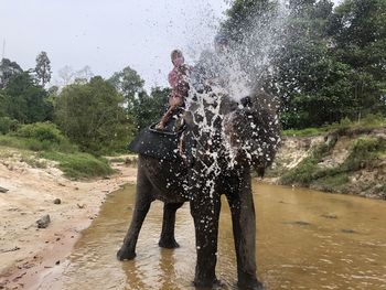 Full length of elephant splashing love water