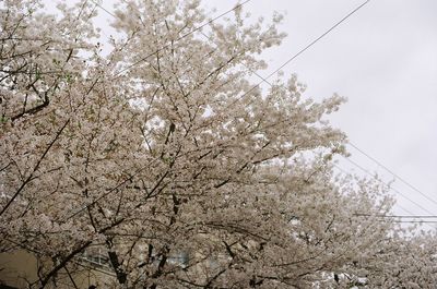 Low angle view of trees against sky