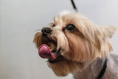 Yorkshire terrier dog gets nail cut hair grooming at salon and pet spa