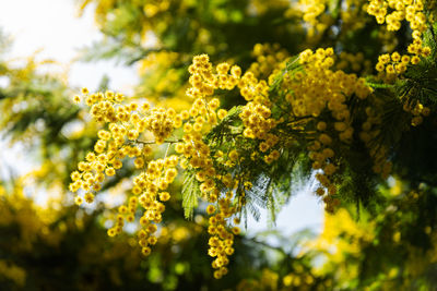 Blooming mimosa tree in sprint 2024