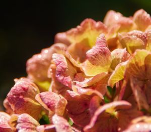 Close-up of pink rose flowers against black background