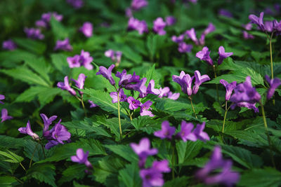 Close-up of pink flowering plants