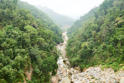 Scenic view of forest