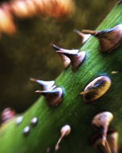 Close-up of plant growing on water