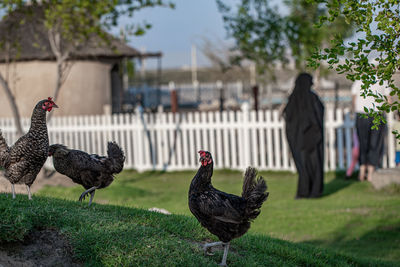 Pigeons on a field