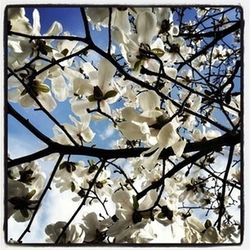 Close-up of white flowers