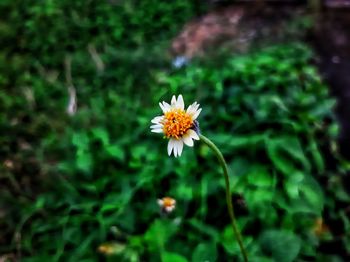 Close-up of white flowering plant