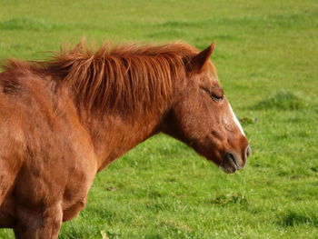 Horse on field