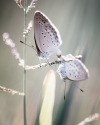 Cute little white butterfly bog copper sp. with lovely colorful background