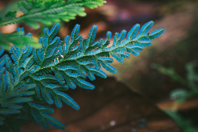 Close-up of frost on leaves