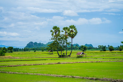 Scenic view of agricultural field against sky