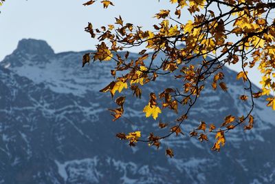 Autumn leaves on tree against sky