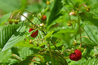 Close-up of fresh strawberries growing on plant
