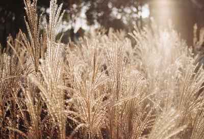 Close-up of wheat growing on field