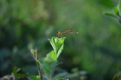 Close-up of dragonfly on leaf