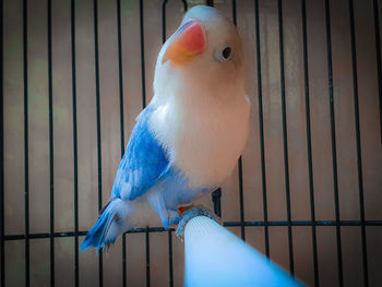 Close-up of parrot in cage