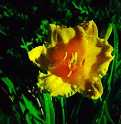 Close-up of yellow flower in water