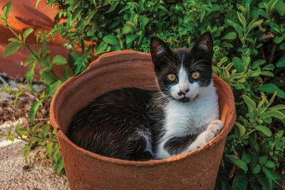 Cute kitten quietly lying inside a vase in a garden at a farmstead near elvas, in portugal.