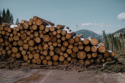 Stack of logs on field in forest